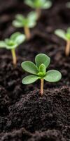 Green seedling emerging from soil in a garden during daytime growth photo