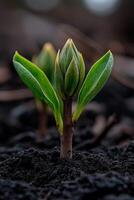 New plant sprouts emerging from dark soil in a natural setting photo