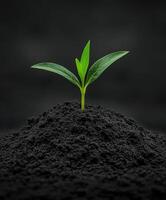 Green seedling emerging from rich dark soil in nurturing growth environment photo