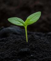 Fresh seedling emerging from rich soil in a garden setting photo
