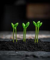 New seedlings growing in dark soil in a nurturing environment photo
