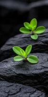 New plants grow on dark rocks in a serene environment photo