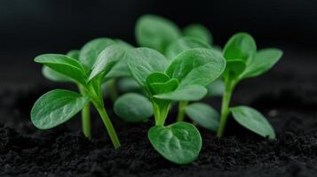 Healthy green seedlings sprouting in rich dark soil during spring season photo
