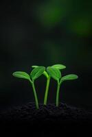 Green seedlings emerging from dark soil in a close-up view photo