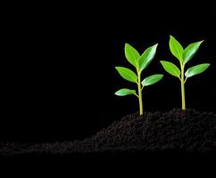 New plants emerge from dark soil in a bright atmosphere of growth photo