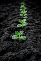 Young green seedlings emerging from dark, rich soil in a garden photo