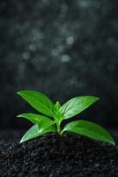 Green plant sprouts from dark soil against a blurred background photo