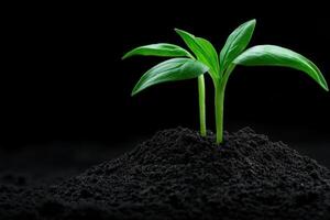 New green sprout emerging from rich dark soil in a controlled environment photo