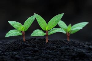 Young green plants emerging from rich soil in a dark environment photo