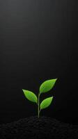 Green plant sprouting from dark soil under soft light in a minimalist setting photo
