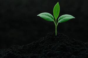 Small green plant emerging from dark soil in a nurturing environment photo
