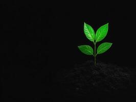 New plant sprouting from dark soil in a minimalistic setting photo