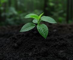 New plant sprouts from rich dark soil in lush greenhouse environment photo