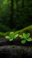 New seedlings emerging from rich soil in a vibrant forest setting photo