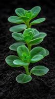 Green succulent plants growing in soil with a dark background photo