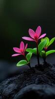 Delicate pink flowers emerging from dark soil in a serene environment photo