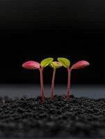 New plant sprouts emerging from dark soil in modern gardening setup photo