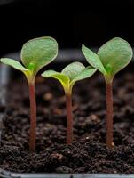 New seedlings sprouting in rich soil, signaling growth and renewal in spring photo