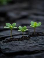 New green plant sprouts emerge from dark soil in a natural setting photo