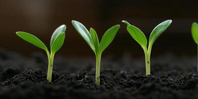 Seedlings sprout from rich soil in a nurturing garden environment photo