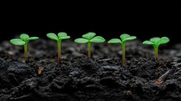 New seedlings emerge from rich dark soil in a nurturing environment photo