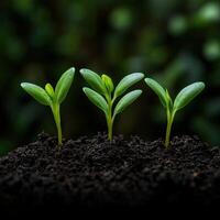 New seedlings sprouting in dark soil under natural light in a garden photo