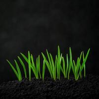 Fresh green grass sprouts emerging from dark soil in a close-up view photo