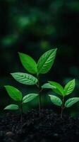 Growing plants in rich soil during a vibrant spring morning photo