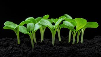 Seedlings emerge from soil in a dark environment for healthy growth photo
