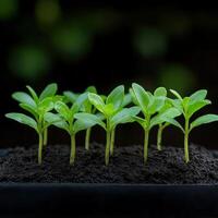 Young seedlings sprouting in fertile soil under soft natural light photo