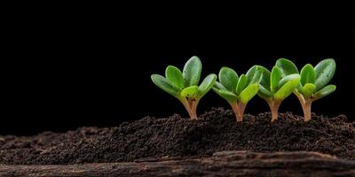 Newly sprouted plants growing in rich soil against a dark background photo