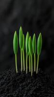 Green seedlings emerging from dark soil in a nurturing environment photo