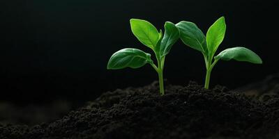 New green seedlings emerging from dark fertile soil in a bright environment photo