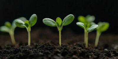 Fresh green seedlings sprouting in dark soil after spring rain photo