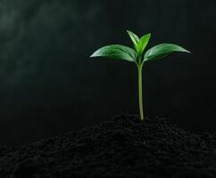 Young plant emerges from rich soil in a dark environment photo