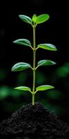 Green plant sprouting from rich soil in a dark background photo