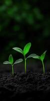 New seedlings emerging from dark soil in a vibrant garden photo