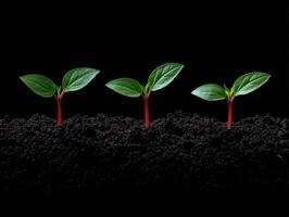 Seedlings growing in dark soil with vibrant leaves and roots exposed photo