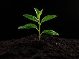 New plant sprouting from dark soil in a nurturing environment photo