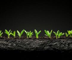 New green seedlings emerge from rich dark soil in a vibrant growth process photo