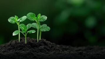 New pea sprouts emerging from dark soil in a green environment photo