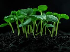 Seedlings grow in rich soil under a gentle light in a dark environment photo