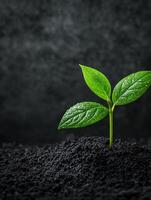New plant sprouting from rich soil in a dark background environment photo