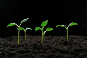 Young plants emerging from dark soil in a growth environment photo