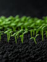 Green seedlings emerge from dark soil in a nurturing environment photo