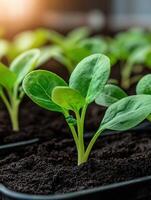 Fresco verde plántulas crecer en suelo ollas durante primavera plantando temporada foto