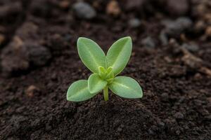 New plant sprout emerges from rich soil in a garden setting photo
