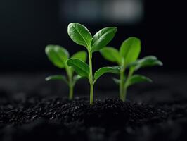 Fresh green seedlings emerging from dark soil in a nurturing environment photo