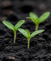 Newly sprouted seedlings emerge from dark soil in a garden setting photo