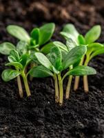 Healthy green seedlings emerging from rich dark soil in a garden setting photo
